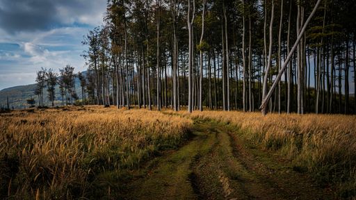 A scenic view of a yellow field with a path and dense trees under the cloudy sky
