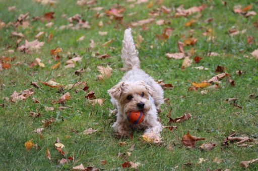 A closeup of a cute Morki breed dog with a ball in its mouth lying on the grass