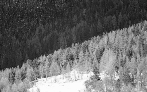 A beautiful shot of a snowy hill with plants and trees during a foggy weather shot in black and white