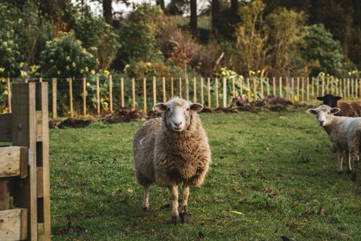 A view of a beautiful sheep in a field looking at the camera