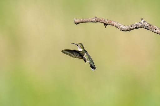 A closeup of a ruby-throated hummingbird (Archilochus colubris) in flight against blurred background