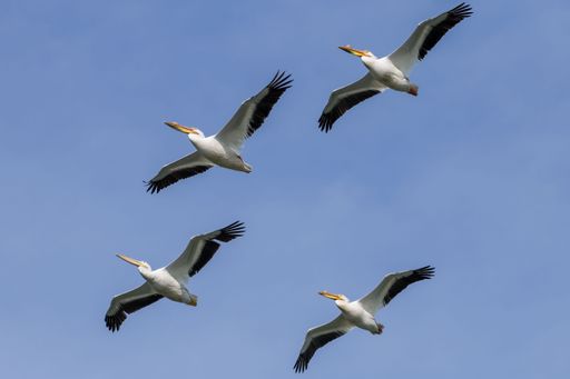 A flock of white American Pelican's in flight