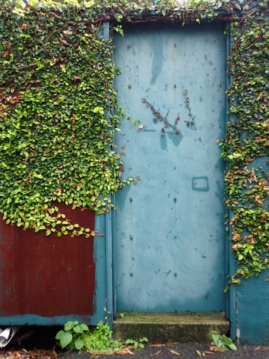 A vertical shot of a rural metallic blue door with lush leaves of a plant surrounding its frame