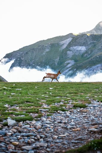 A vertical shot of chamois running in the mountains during daylight