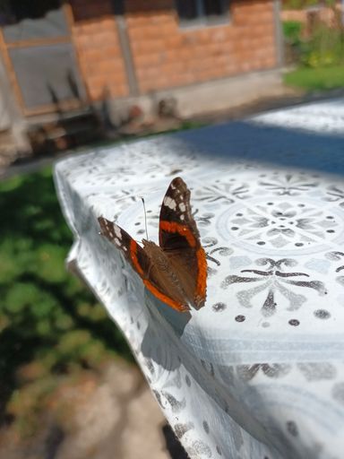A vertical shot of a red admiral butterfly on the table in the yard
