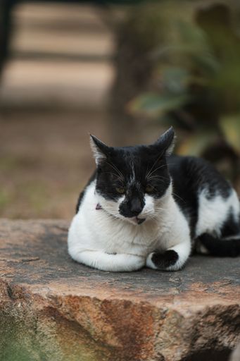 A vertical shot of a black and white cat sitting on a rock