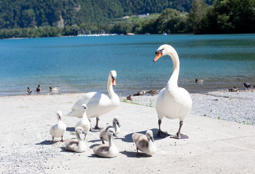 A Mute swan family on the bank of a lake