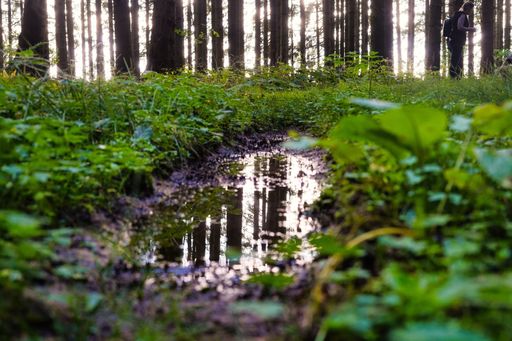 A closeup shot of a puddle in the forest reflecting the trees