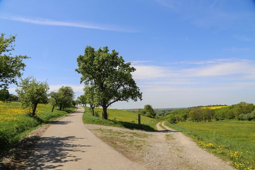 A beautiful shot of two dirt fork roads surrounded by meadows