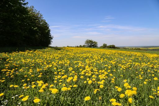 A beautiful shot of a field of dandelions