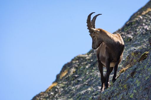 A closeup shot of a brown feral goat with beautiful horns standing on the mossy rock