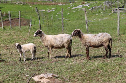 A closeup of sheep in the farmland