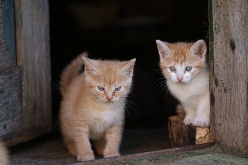 A beautiful shot of fluffy cute kittens seen through an open door
