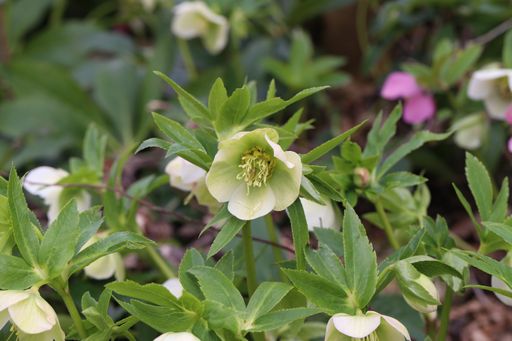 A closeup shot of Helleborus niger in the park
