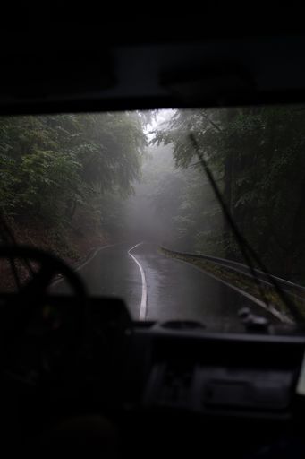 A view from car to road surrounded by dense trees in rainy day