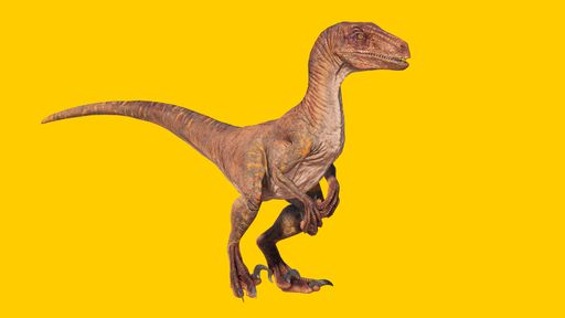 The velociraptor roaring dinosaur isolated on a yellow blank background