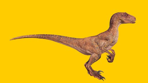 The velociraptor roaring dinosaur isolated on a yellow blank background