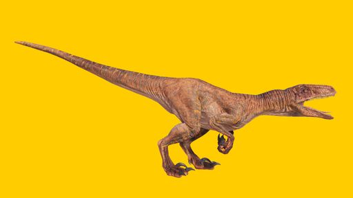 A roaring velociraptor dinosaur isolated on yellow blank background