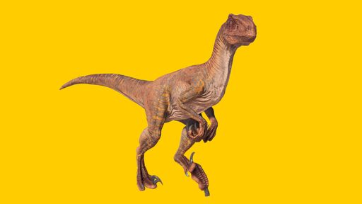A velociraptor dinosaur isolated on yellow blank background