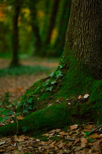 A vertical of a mossy tree root and leaves around it