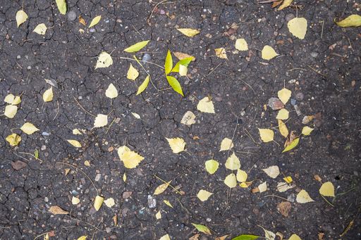 Yellow leaves fallen from trees lie on the cracked ground