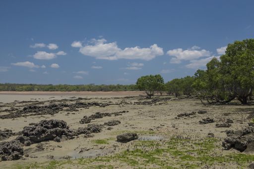 An open field with trees captured during the daytime