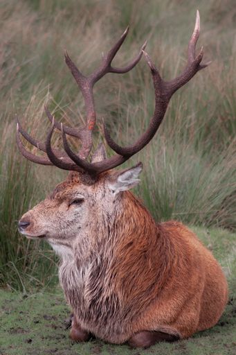 A vertical shot of a male red deer sitting on the grass.