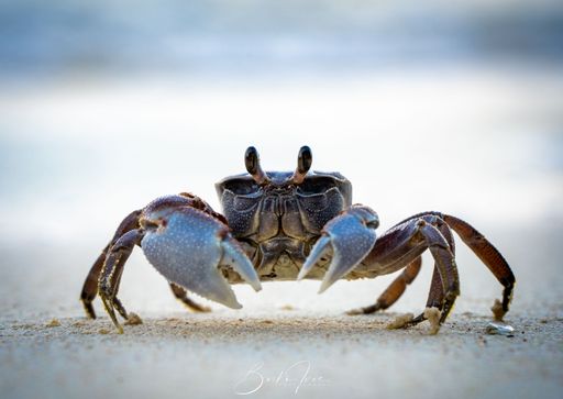 A closeup shot of a small crab crawling around on a sandy beach