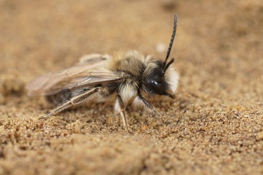 Detailed closeup on a male of the Ashy mining bee, Andrena cineraria sitting on the ground