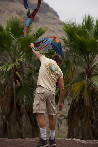 A vertical shot of a trainer releasing his macaw birds into the wild for a show