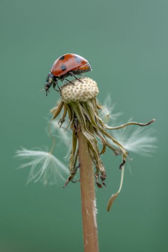 A selective focus shot of a ladybug on a blown dandelion
