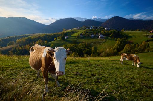 An aerial view of cows in greenery field