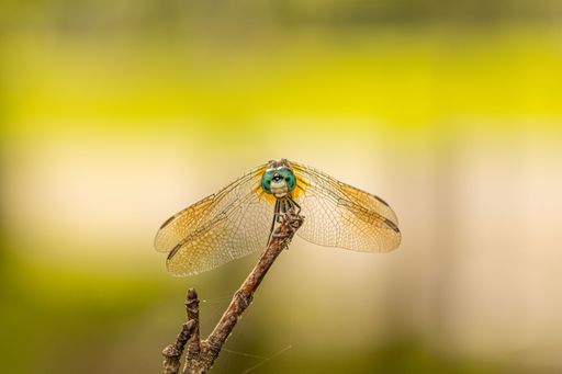 A shallow focus shot of odonata on the tree branch