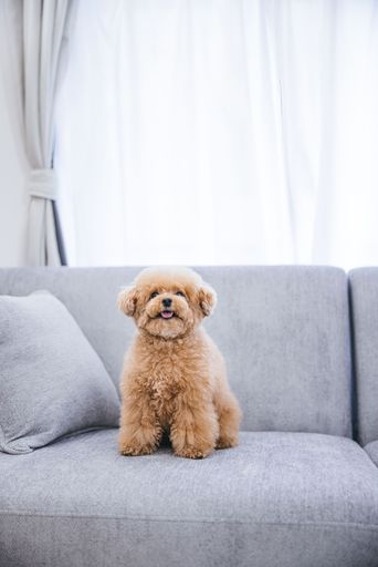 A vertical close-up of a cute fluffy toy poodle sitting on a gray sofa