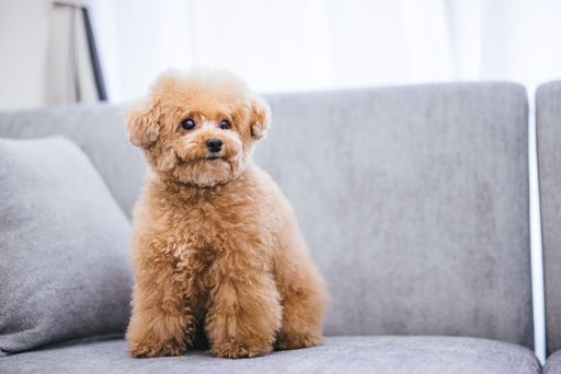 A close-up of a cute fluffy toy poodle sitting on a gray sofa