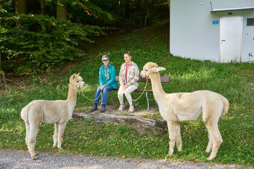 A view of alpacas standing with Caucasian women in greenery field
