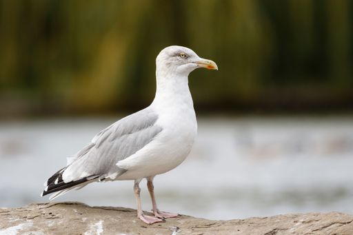 A beautiful view Herring Gull with blurred background