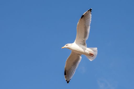 A close-up shot of a seagull flying in a clear blue sky