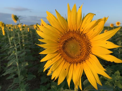 A closeup shot of a sunflower head with yellow petals  and a blue sky on the background