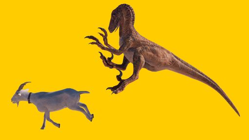 A toy velociraptor dinosaur hunting a goat on a yellow background