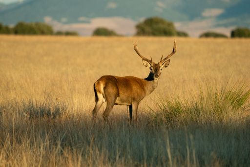 A beautiful shot of a deer on the grass field of Cabaneros National Park in Montes de Toledo, Spain