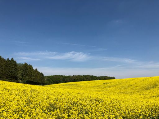 A high-angle of a straw rapeseed field trees and clear sky background