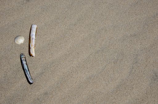 Top closeup view of cockle and common razor shells lying on a sandy beach