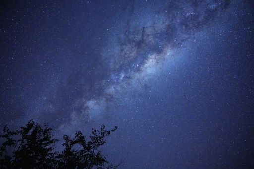 A silhouette of a tree against a blue stary sky at night