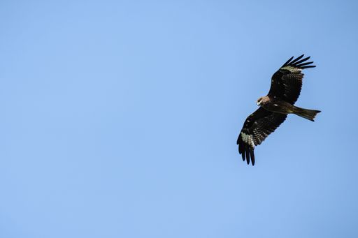 A low angle shot of an eagle hawk with open wings soaring in blue sky