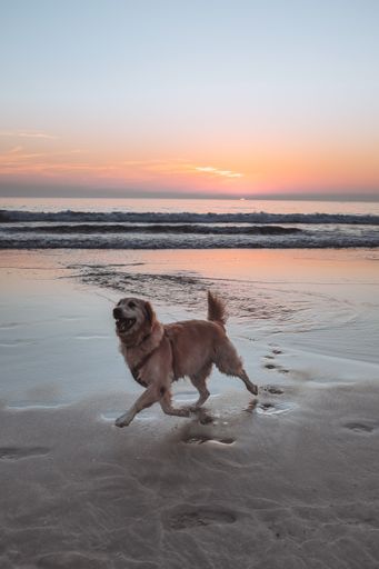 A vertical shot of a Labrador retriever running excitedly on the beach during a golden sunset