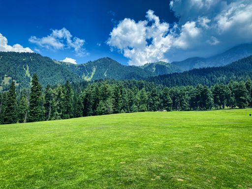 A scenic view of a green valley and mountain forests with dense fir trees