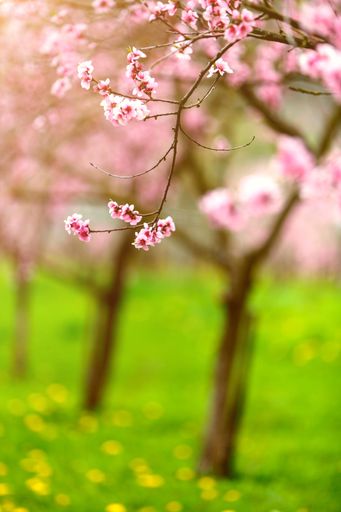 A vertical closeup shot of beautiful pink cherry blossoms in a park