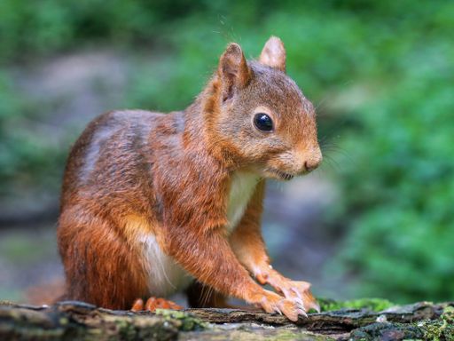 A side view of a small squirrel looking down on a blurry background
