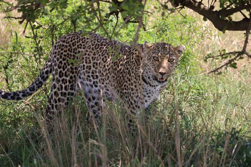 A close-up shot of a cheetah outdoors